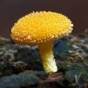 ТОП-25 самых необычных видов грибов (ФОТО)