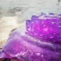 В Австралии на берег выбросило гигантскую фиолетовую медузу-убийцу (ФОТО)