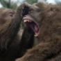 Почему обезьяны не могут говорить?