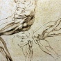 Рисунки Микеланджело стали доступны на iPad
