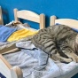 IKEA подарила кукольные кроватки кошкам из канадского приюта