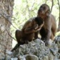 Поразительное открытие: дикие обезьяны в Бразилии создают каменные ножи (ФОТО)
