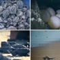 Удивительные кадры: на морской берег выпускают 8000 новорождённых черепах (ФОТО)