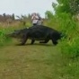 В американском штате Флорида гигантский аллигатор разгуливает по дороге (ФОТО)