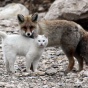 Кот и лиса лучшие друзья (ФОТО)