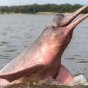 Обнаружен новый необычный вид дельфинов (ФОТО)