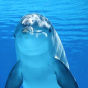 Дружелюбный дельфин на юго-западе Англии погиб из-за своей любви к людям