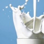 Чем опасен «перебор» молока в юности