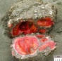 Pyura chilensis — «кровоточащий камень» с морского дна (ФОТО)