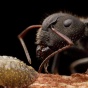 «Умерла, так умерла!» – курьезные факты о муравьях