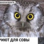 Жительница Челябинской области поселила в курятнике сову