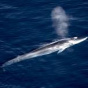 Ученые предложили использовать песни китов для изучения геологии морского дна