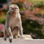 Ученые выяснили, что обезьяны склонны следовать намеченной цели, в которую вложили ресурсы