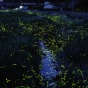 Необычное явление природы в Японии: светлячки (ФОТО)