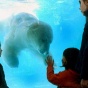 В аргентинском зоопарке от рождественской жары умер белый медведь