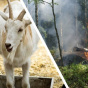 В США пошли на крайние меры и решили бороться  с пожарами с помощью коз