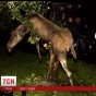 Как спасают диких животных в мире: ружья с транквилизаторами и экскаваторы для слонов