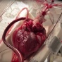 Изобретен аппарат, заставляющий сердце биться без тела (ФОТО)