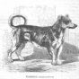 Вертельная собака, или кухонная, или поварская собака (ФОТО)