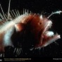 Интересные факты о морских чертях (ФОТО)