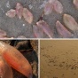 Массовое нашествие фантастических существ на пляжах Калифорнии (ФОТО)
