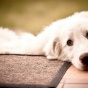 Невероятная история спасения брошенного пса (ФОТО)