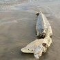 В Американском штате Вирджиния к берегу прибило доисторическую рыбу длиной полтора метра (фото)