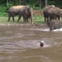 Как слоненок спасал своего дрессировщика из бурной реки (ФОТО)