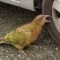 Новозеландский попугай украл у туриста более тысячи долларов