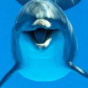 Большинство дельфинов оказались «правшами» (ФОТО)