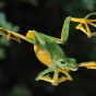Креативный фотопроект: самые удивительные жабки (ФОТО)