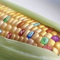 Пшеница с геном скорпиона: опасны или нет ГМО-продукты