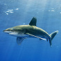 В Австралии акулы-людоеды стали чаще убивать людей без причины
