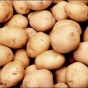 Украину ожидает перепроизводство картошки