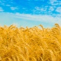 Евросоюз заморозил производство биотоплива