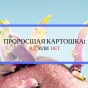 Почему нельзя есть проросшую картошку