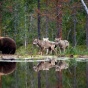 Удивительная схватка: волки напали на медведя (ФОТО)