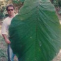 Дерево с самыми огромными листьями - Coccoloba Gigantifolia (ФОТО)