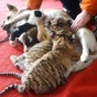 Беспородная собака стала матерью-кормилицей для новорожденных тигрят