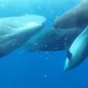 Невероятная история дружбы кашалотов с дельфином-инвалидом (ФОТО)