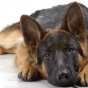 Верный пёс помог найти убийцу своего хозяина (ФОТО)