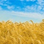 ООН: Украина потеряла треть урожая подсолнечника в результате конфликта в Донбассе