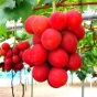 Самый дорогой в мире виноград: 4 000 долларов за гроздь (ФОТО)