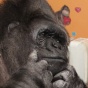Знаменитая "говорящая" горилла Коко попросила подарить ей котят (ФОТО)