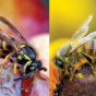 Що робити з укусом оси, бджоли, шершня або джмеля