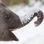 Слоненок в восторге от снега (ФОТО)