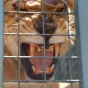 Датские зоопарки попросили приносить домашних животных на корм львам