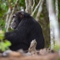История самого одинокого шимпанзе на свете (ФОТО)