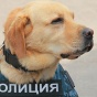 Служебный пес нашел тайник с водкой