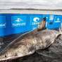 В канадской провинции поймана гигантская акула-людоед весом в полторы тонны